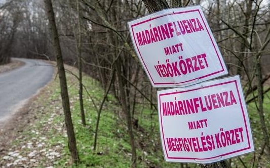Egy megyét kivéve visszakapta madárinfluenza-mentes státuszát Magyarország